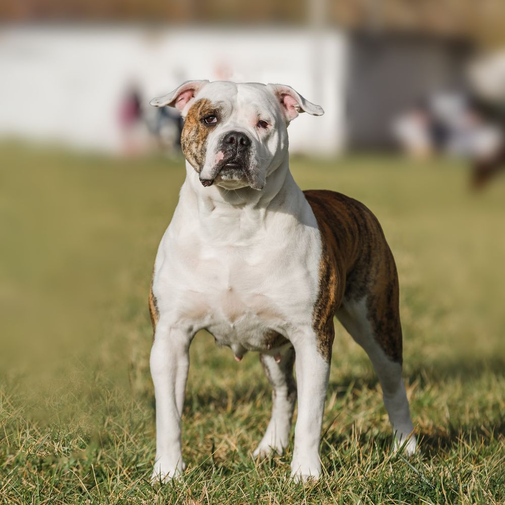 Zhritsa Iz Doma Marvis | American Bulldog 