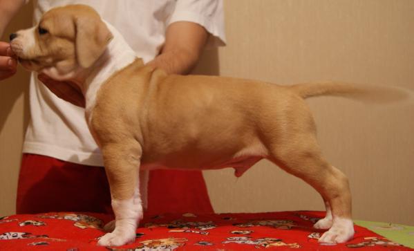 Brave Fast Tarantino | American Staffordshire Terrier 