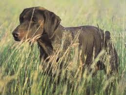 Enk | German Shorthaired Pointer 