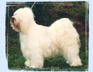 ITS OF SJO-WHO-SJI-BIB | Tibetan Terrier 