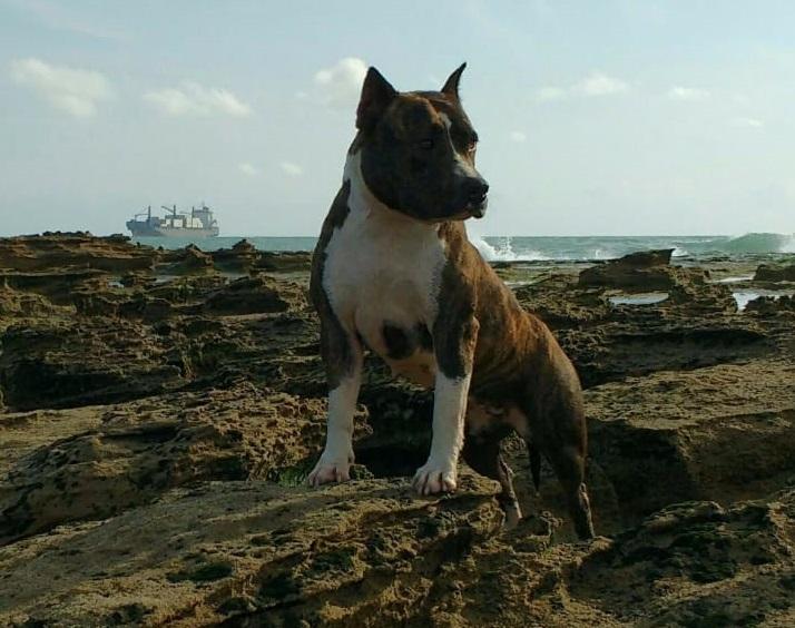 Alenberg's MSL Serena | American Staffordshire Terrier 