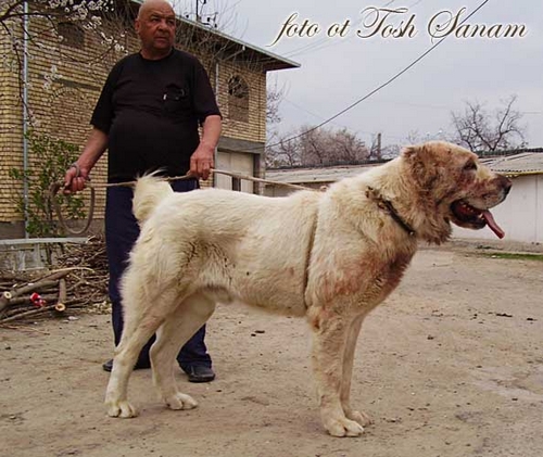 Polvon | Central Asian Shepherd Dog 