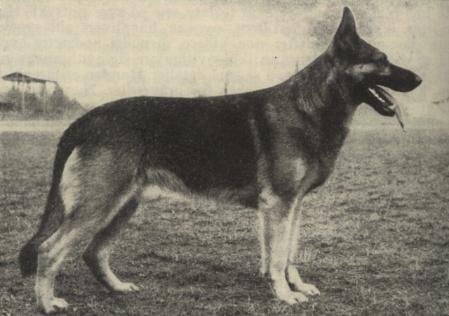 Artus Daheim | German Shepherd Dog 