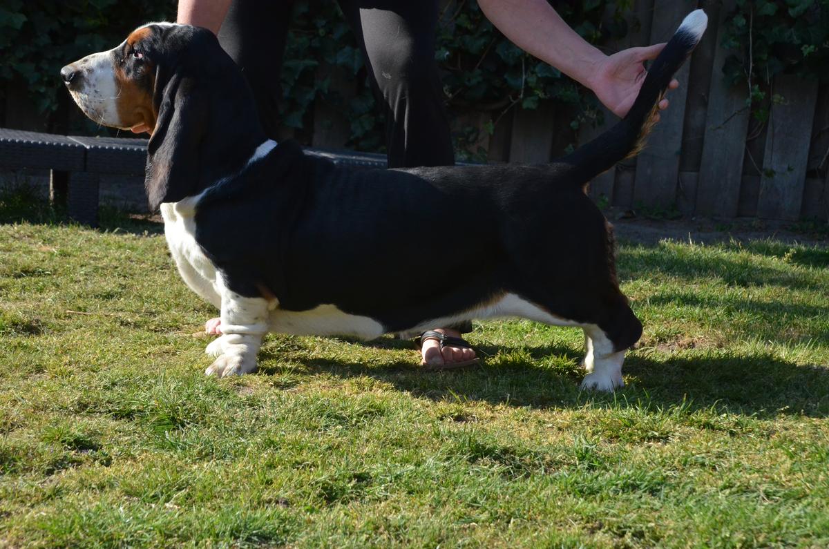 Treasure van Hollandheim | Basset Hound 