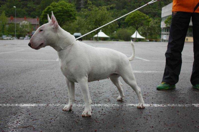 Princesa Zujuy de la Gran Misae | Bull Terrier 