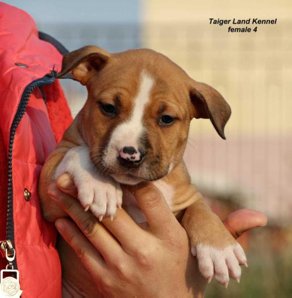 Taiger land Udjersi | American Staffordshire Terrier 
