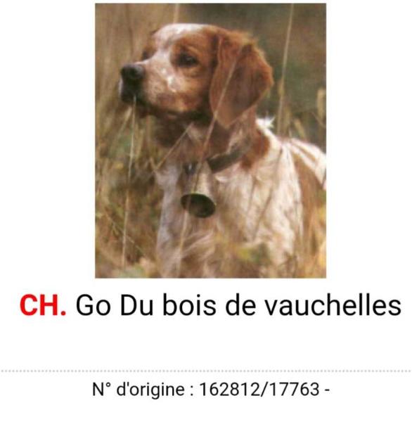 GO DU (du bois de vauchelle)162812 | Brittany 