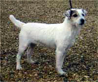 Ratpack Shadow Dancer | Parson Russell Terrier 