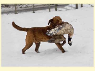 Penrose Wise Guy | Chesapeake Bay Retriever 