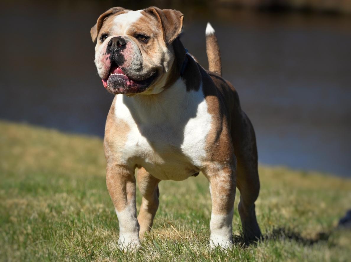 BFK popeye | Olde English Bulldogge 