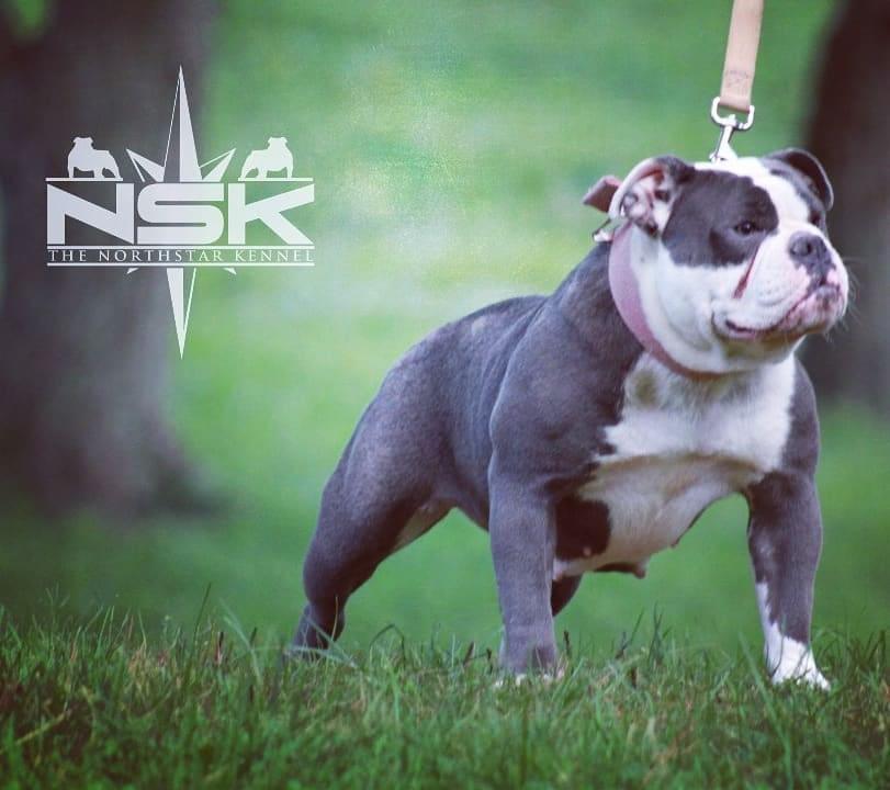 North Star Kennel Poker Face | Olde English Bulldogge 