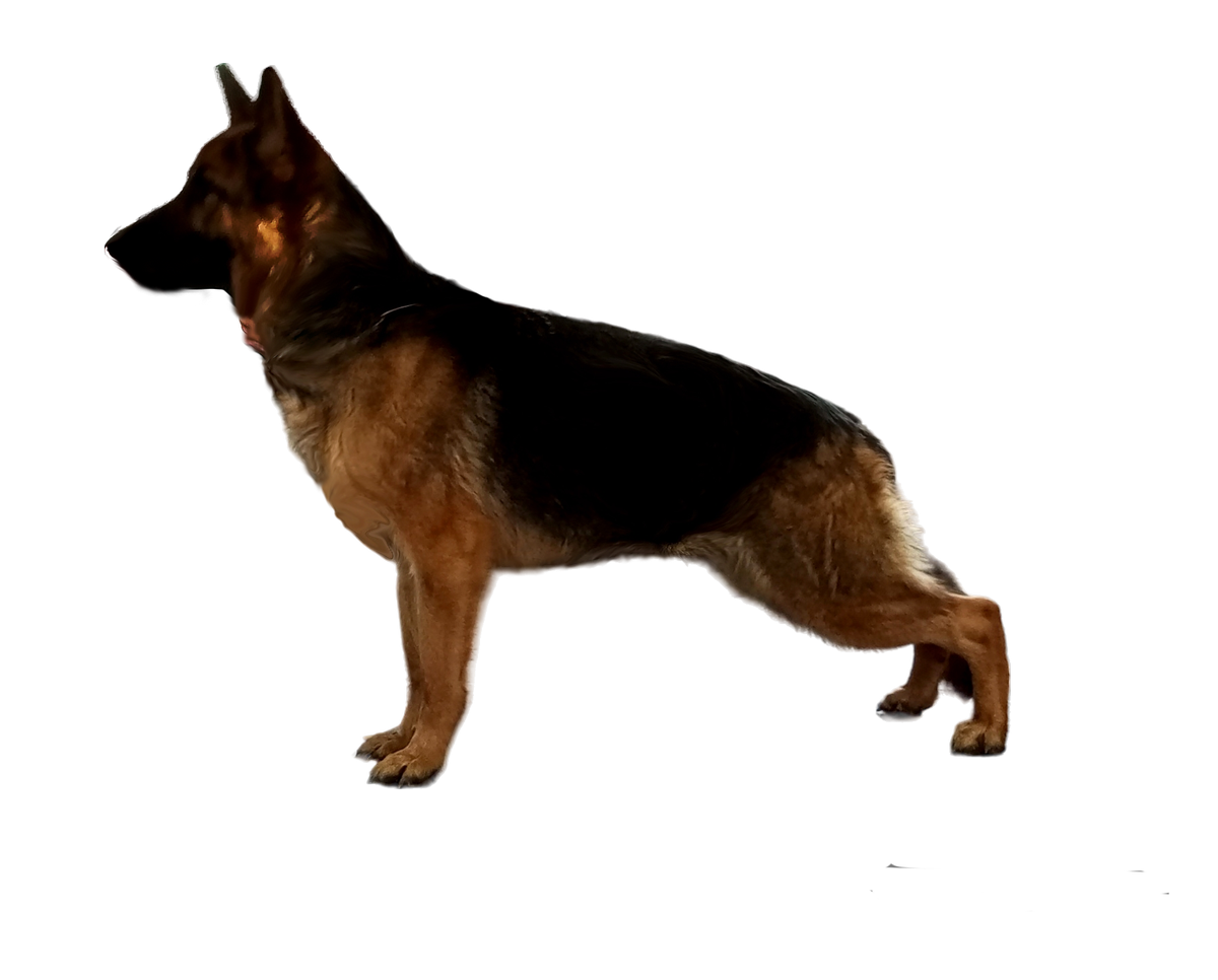 Astoria vom Arrian Hof | German Shepherd Dog 