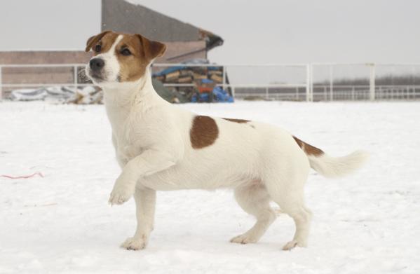 BIEDRONKA Gwiazda Podhala | Jack Russell Terrier 