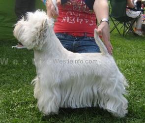 Happy White Wyonne | West Highland White Terrier 