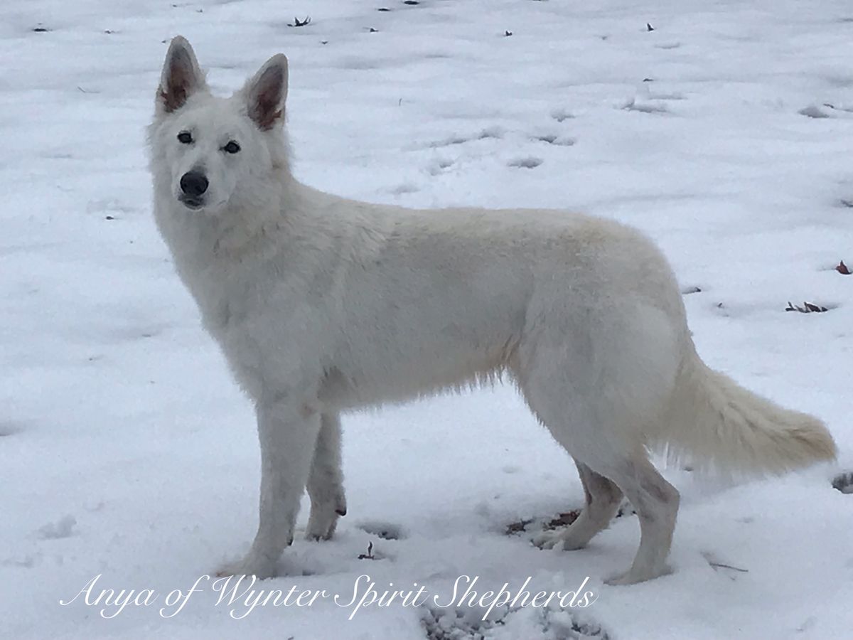 Wynter Spirit Kennels Anya | White Swiss Shepherd Dog 