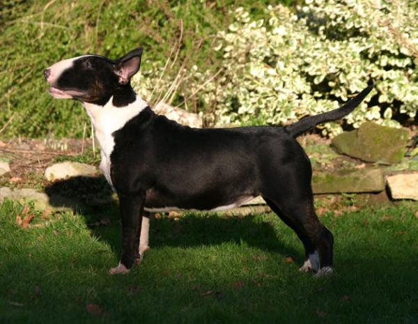 Ukusa nemesis | Bull Terrier 