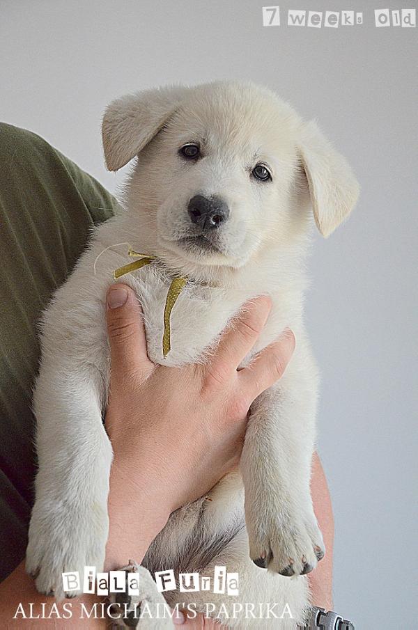 Biala Furia ALIAS MICHAIM'S PAPRIKA | White Swiss Shepherd Dog 