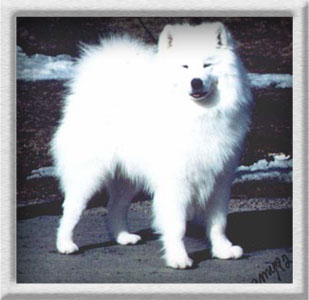 Karazoe Snow Moonlight | Samoyed 