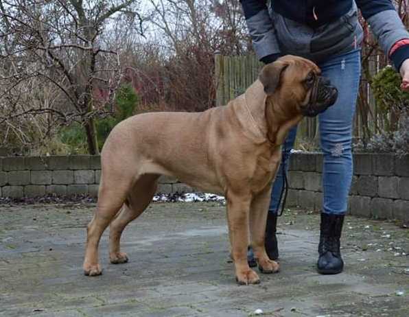 Valcobulls Make Some Noise | Bullmastiff 