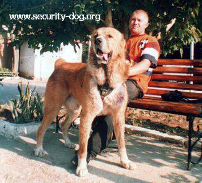 Sen Bay | Central Asian Shepherd Dog 