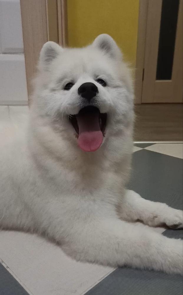 Evelina from Kel'bin treasure-house | Samoyed 