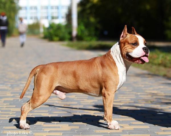 Orlando Best King of Ring's | American Staffordshire Terrier 