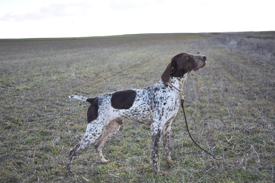 Jaguar de Sopalmo | German Shorthaired Pointer 