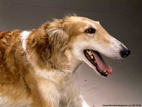 Tula Majove | Borzoi 