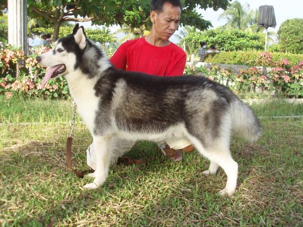 Omokage's Star of Bijiro | Siberian Husky 