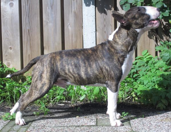 Seaside Bully's Dirty Dancer | Bull Terrier 