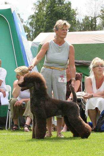 Classic Cary Brown Children | Poodle 