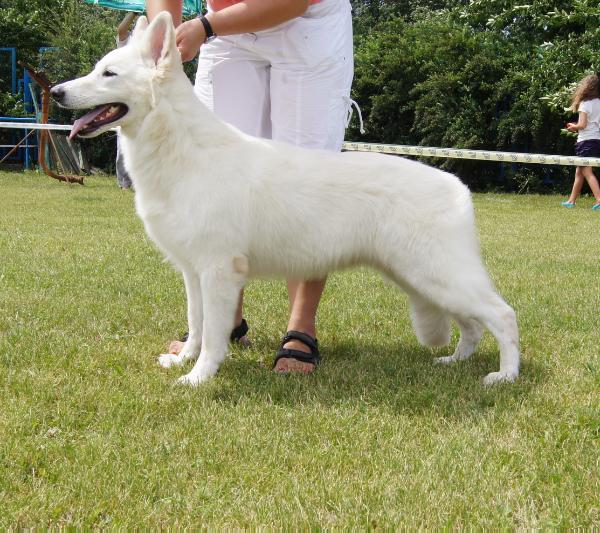 Unigue Lady Sutumer Grund | White Swiss Shepherd Dog 