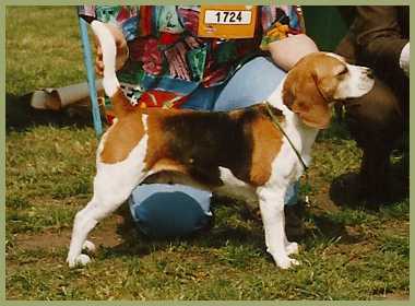 Batus-Falvi Rézi | Beagle 