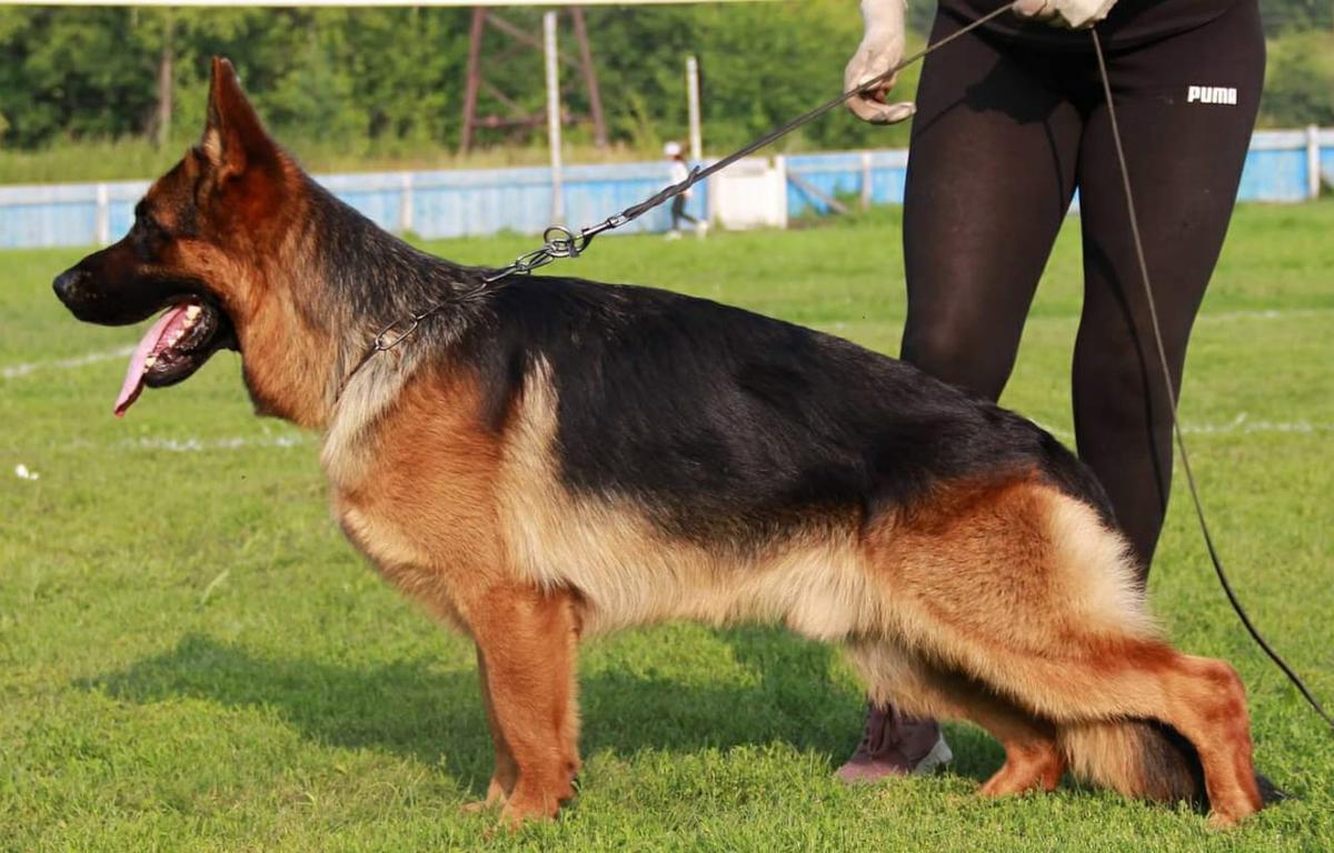 BRUNO IZ DOMA SIBIRINY | German Shepherd Dog 