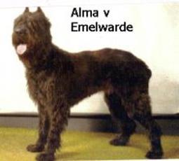 Alma v Emelwarde | Bouvier des Flandres 