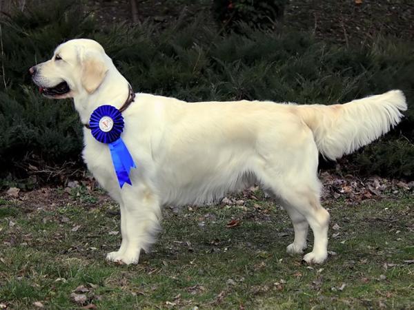 Bella My Joy | Golden Retriever 