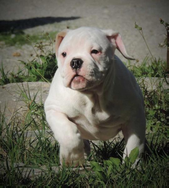 Canon ball White Tornado | American Bulldog 