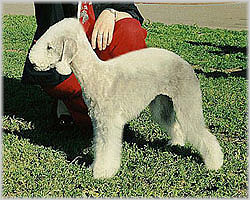 Russkiy Aristocrat PANAGIJA | Bedlington Terrier 