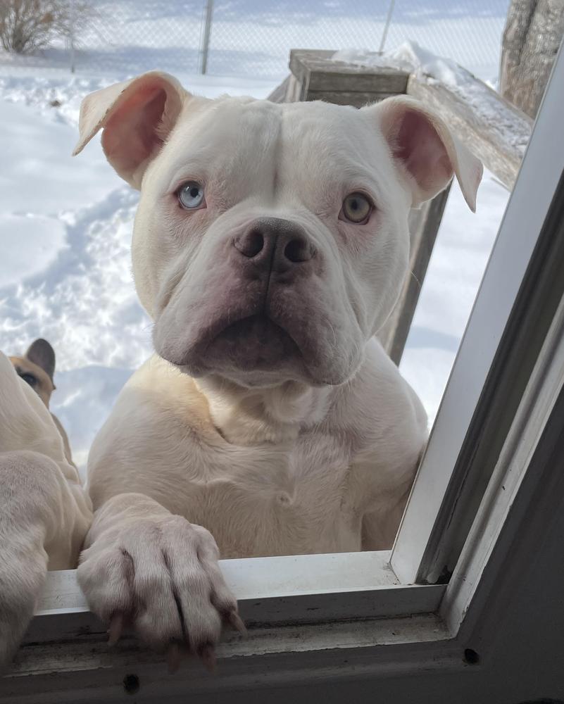 Rosebull Red Ryder | American Bulldog 