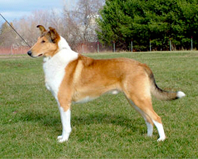 Signet's Twice Is Nice | Smooth Collie 