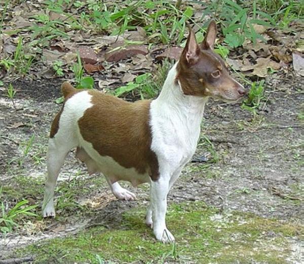 Caney Creek Cheyenne | Rat Terrier 