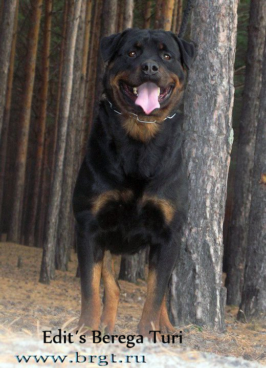 Edit's Berega Turi | Rottweiler 