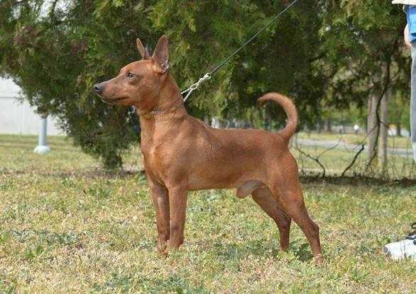 Ream Bat-Chen | Miniature Pinscher 
