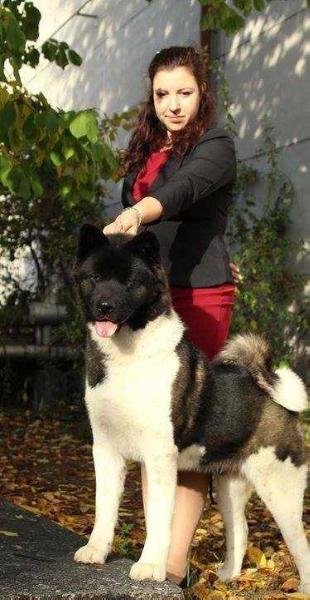 Sorry I'm A Lady Bear Look Akita's | Akita 