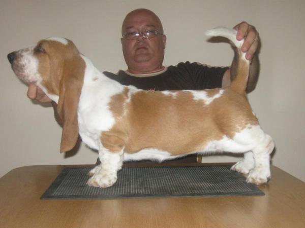 Bassjoy Magic Touch | Basset Hound 