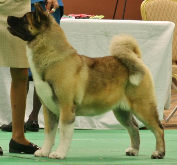 Celebre's Aurora Of Regalia | Akita 