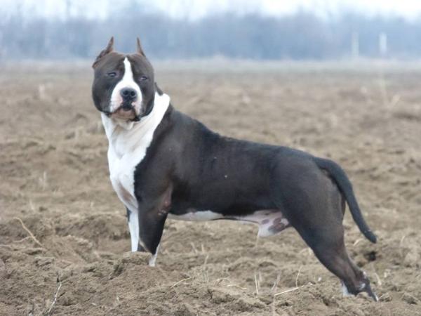 Don Lord Jazz | American Staffordshire Terrier 