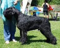 Apollo Vom Horren | Giant Schnauzer 