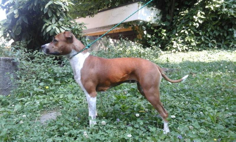 DICKIES SWEETER THAN THE FLOWERS | American Staffordshire Terrier 