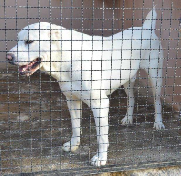 AGATON NOVKE ALABAY SRB | Central Asian Shepherd Dog 